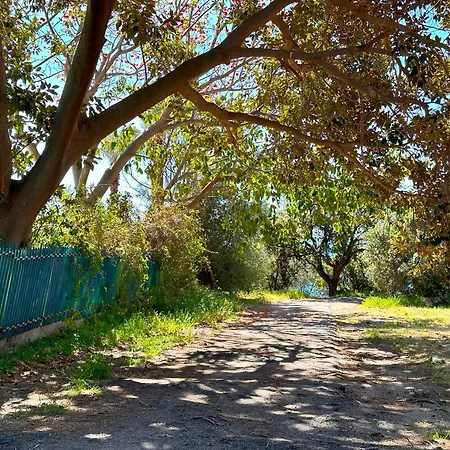 Pineta Sopra Il Mare